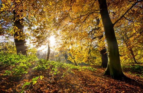Foto-Tischdecke - Herbstwald (von Home)