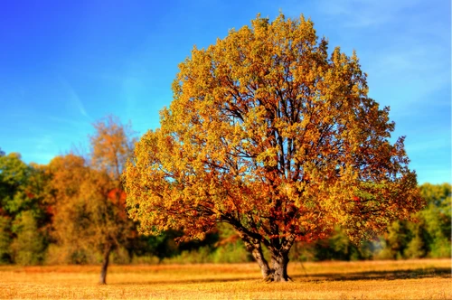 Foto-Stoffbanner - Baum (von Home)