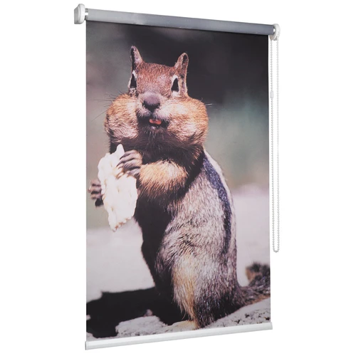Tier bzw. Eichhörnchen Fotorollos